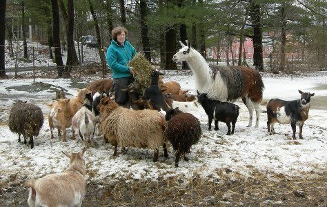 bonnie and herd in 2007