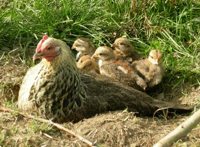 hen with chicks